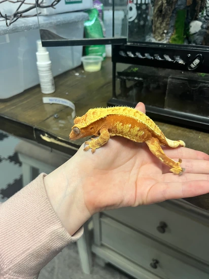HYPO Red And Cream Harlequin - Crested Gecko