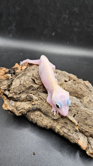 Leucistic (Super Fire) - Crested Gecko