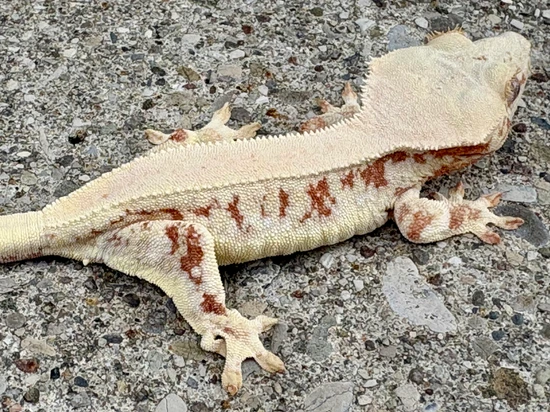 RED Lilly - Red Parents PICS - LAST ONE - Crested Gecko