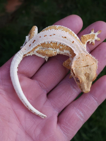 Tri-color, Tangerine, High Expression Lilly - Crested Gecko