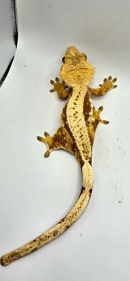 Red High White Harlequin - Crested Gecko