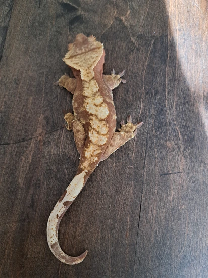 Red Flame Female - Crested Gecko