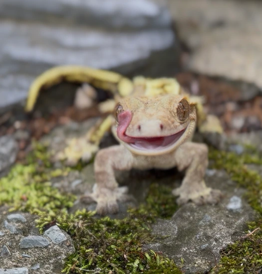 Retired Lady - Crested Gecko