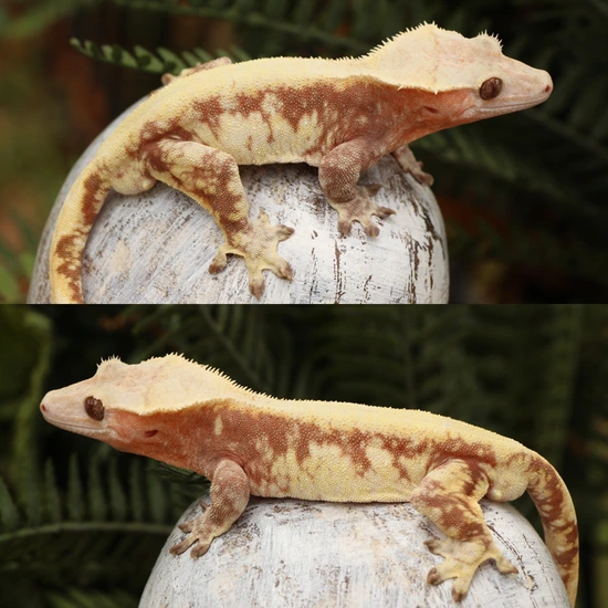 Red Extreme Harlequin Male - Crested Gecko