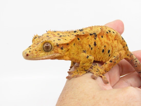 Super Dal - Crested Gecko