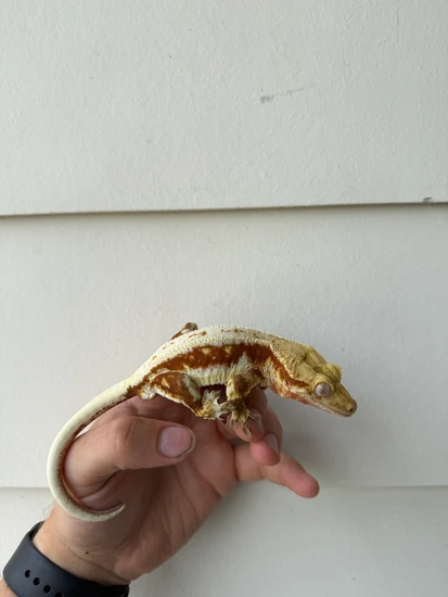 Proven Red Lilly White Male - Crested Gecko