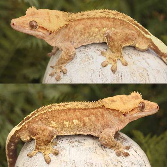 Orange Phantom Pinstripe Male - Crested Gecko